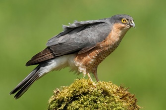 Sperber