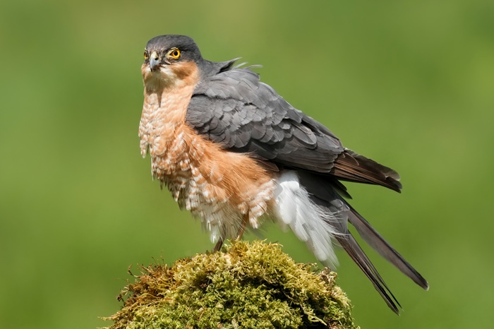 Sperber Männchen