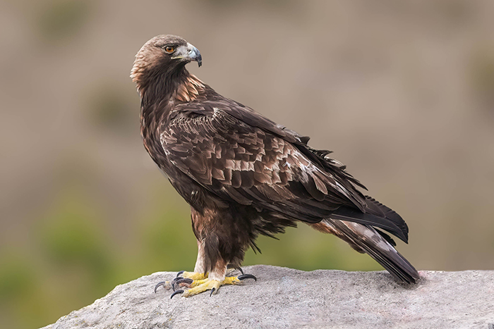 Steinadler Fotoansitz