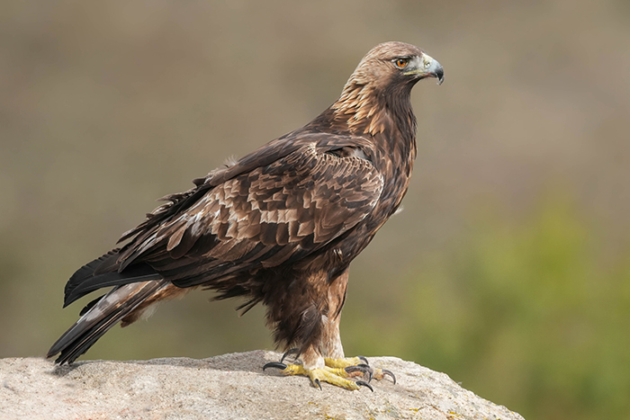 staindler fotografieren