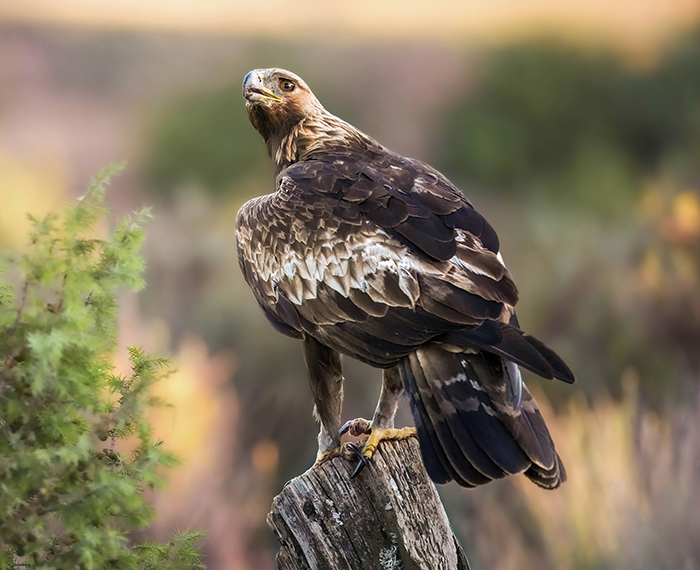 Adler Fotoansitz mieten