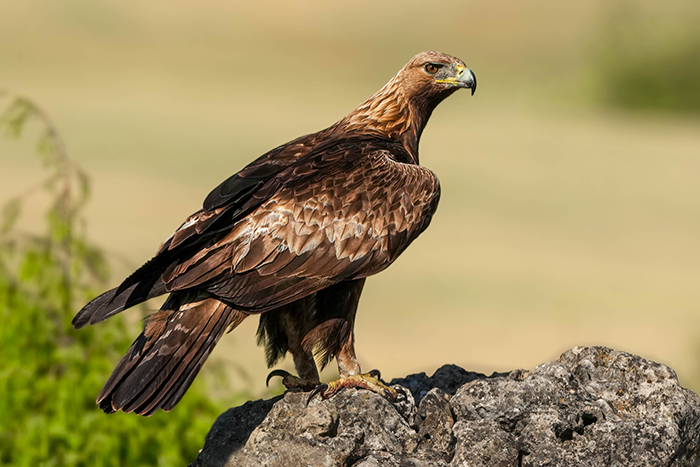 Adler Fotografieren