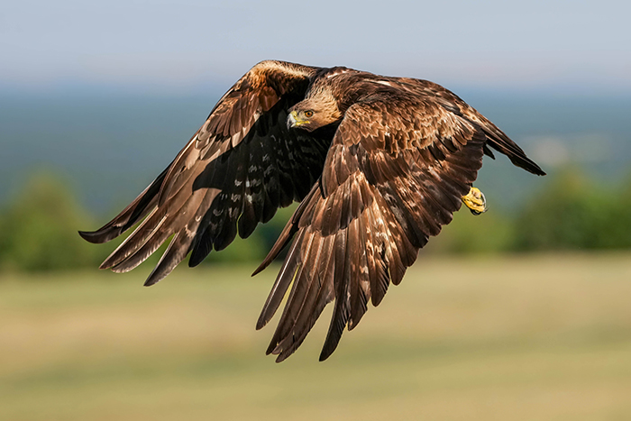 Steinadler Fotoansitz Steinadler