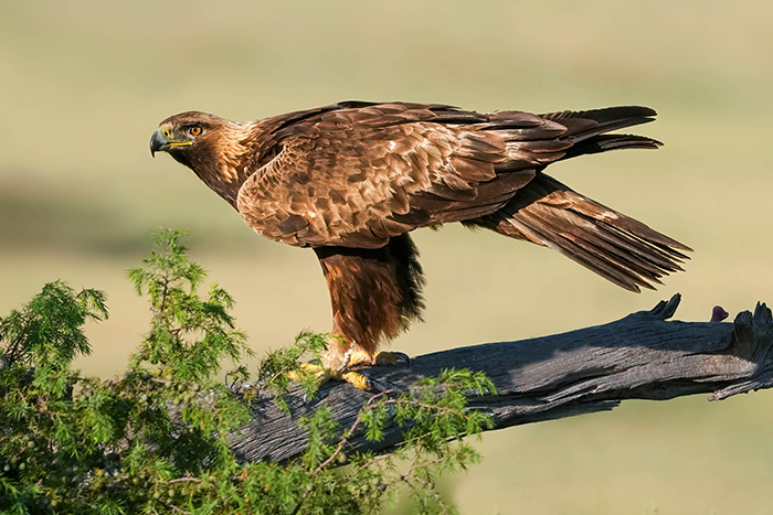 Steinadler
