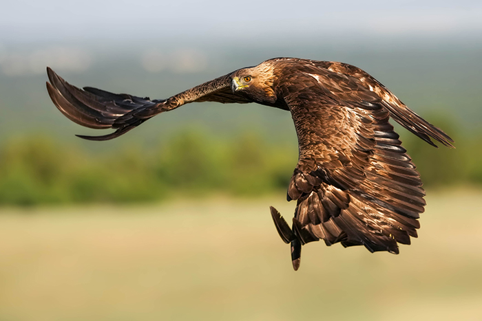 Vögel extremadura