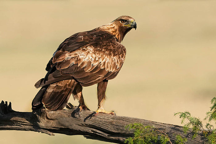 Vogelfotografie Reise