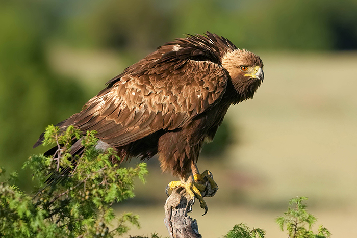 Vogelfotografie Spanien Adler fotografieren