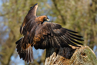 Steinadler