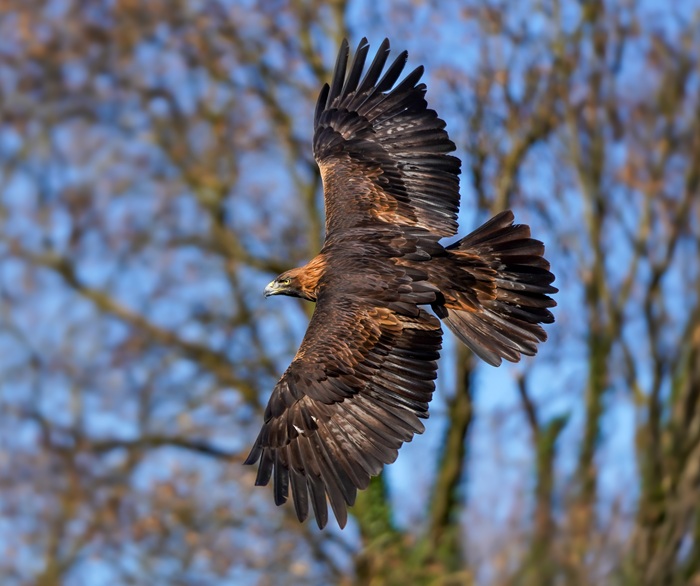 Steinadler Fotoansitz