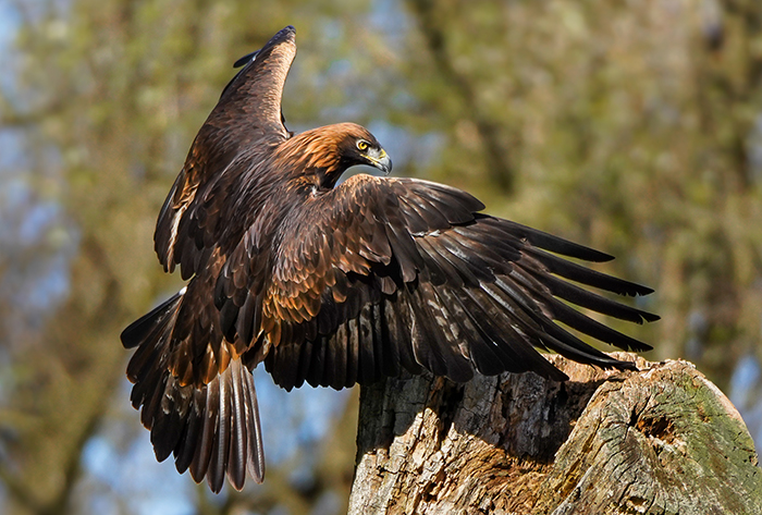 Steinadler