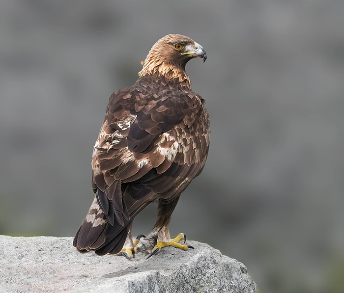Steinadler Ansitzfotografie