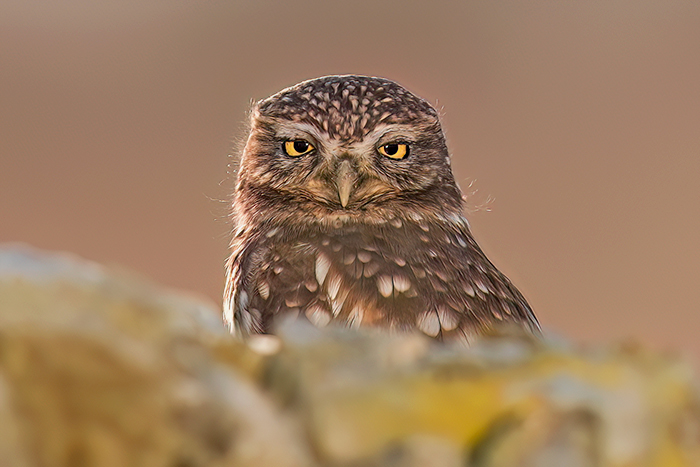 Steinkauz Fotoansitz