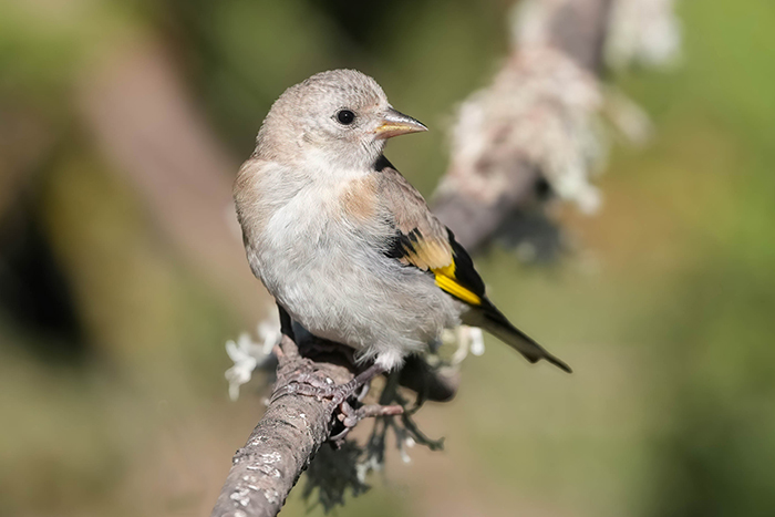 Stieglitz Jungvogel