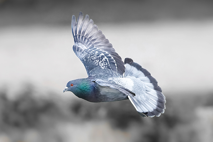 strassentaube im flug