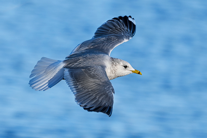 fliegende Sturmmöwe