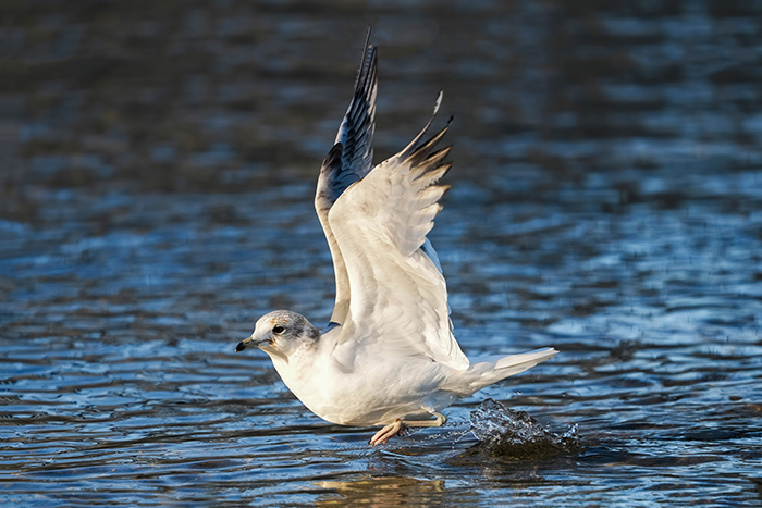 fliegende Sturmmöwe