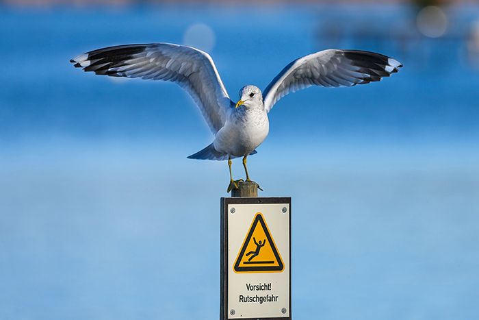fliegende Sturmmöwe