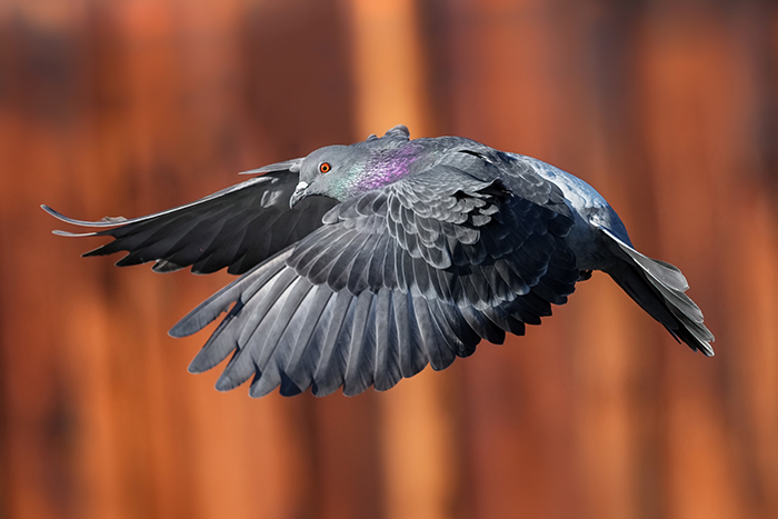 fliegende Strassentaube