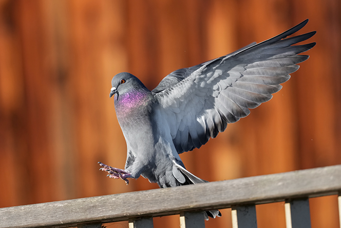 strassentaube im flug