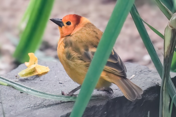 Tavetaweber Männchen