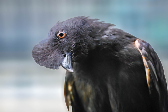 Cayenne Klippenvogel