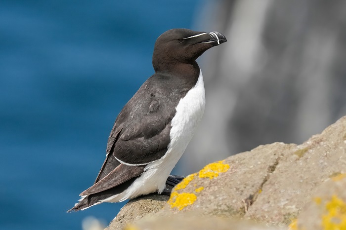 Tordalk