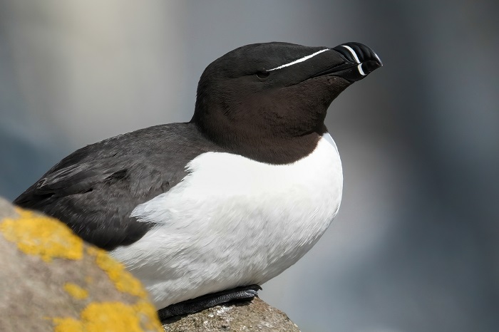 Tordalk Isle of May