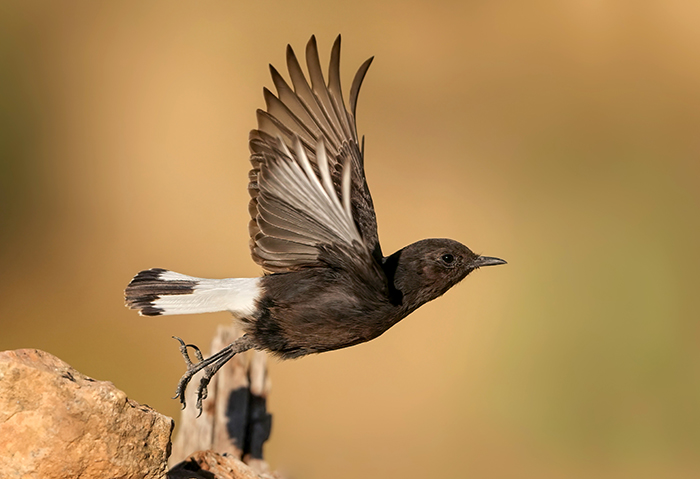 Trauersteinschätzer