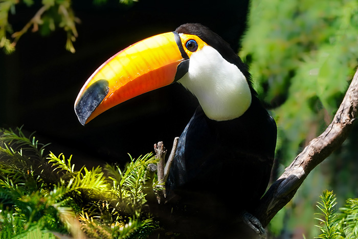 Tropische Vogelarten