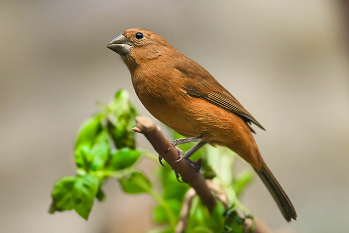 Ultramarinbischf Weibchen