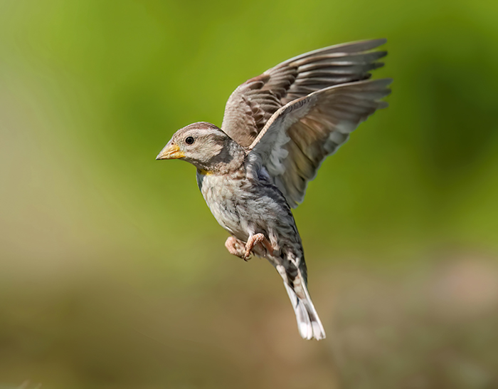 Ansitzfotografie Vögel Spanien