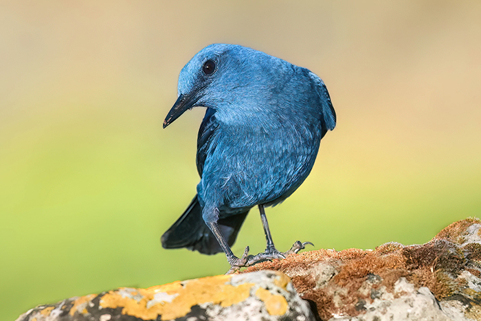 Ansitzfotografie Vögel