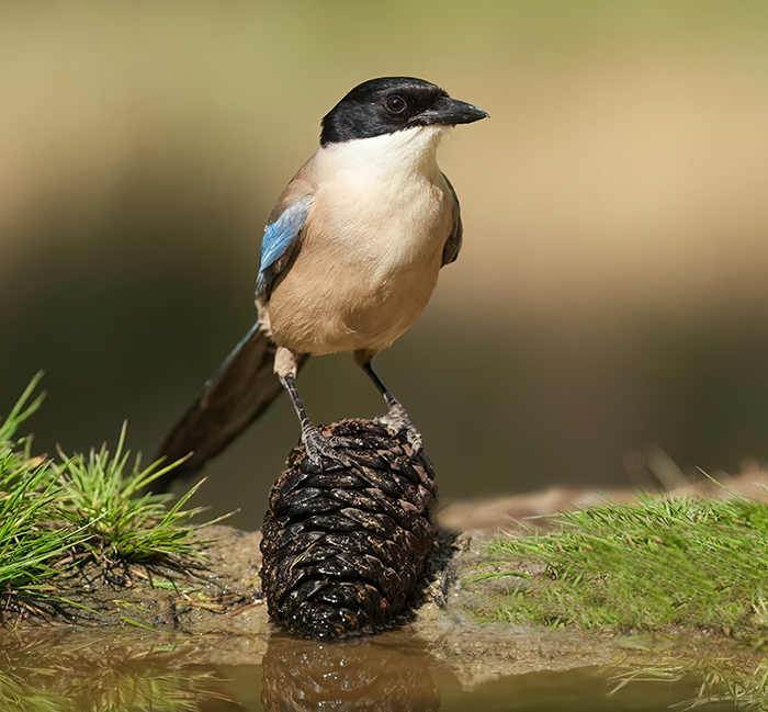 Blauelster