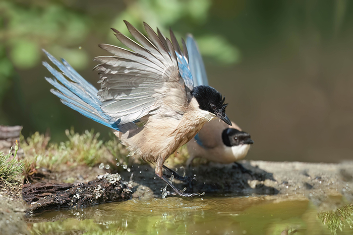 Blauelster fotografieren