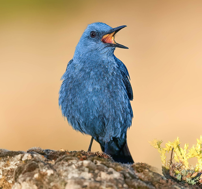 Blaumerle fotografieren