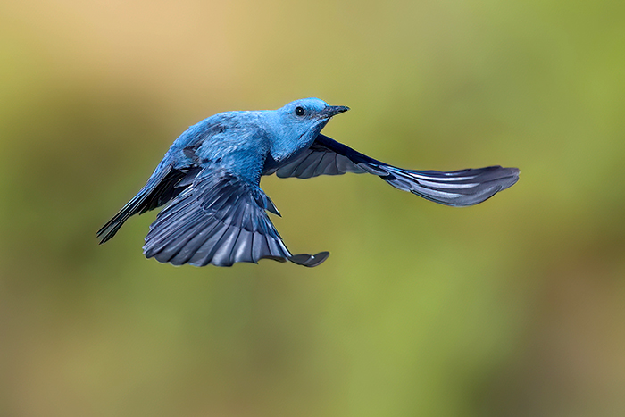 Blaumerle im Flug