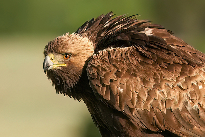 Fotoansitz Steinadler