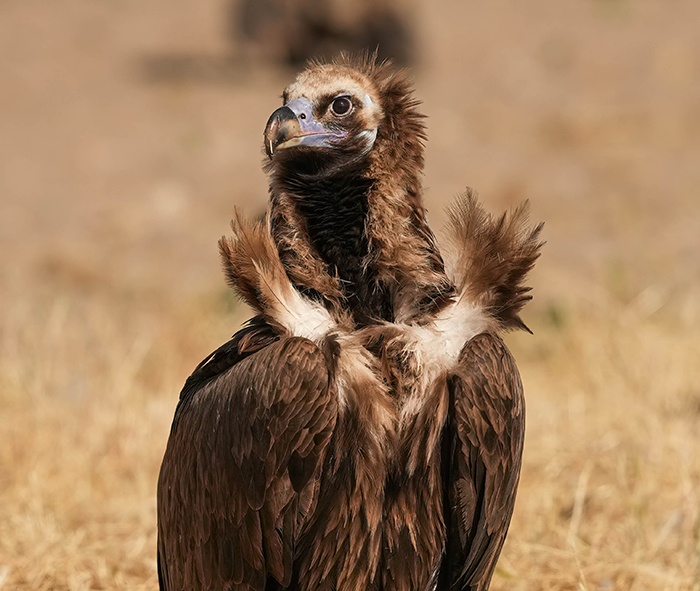 Vögel fotografiern Spanien