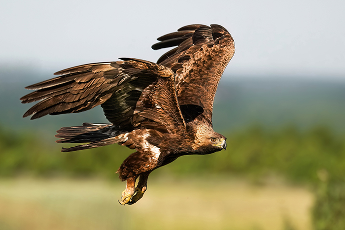 Steinadler fotografieren