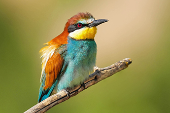 Vögel Spanien