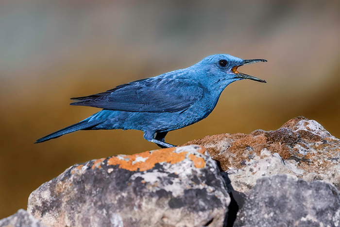 Vögel in Spanien fotografieren