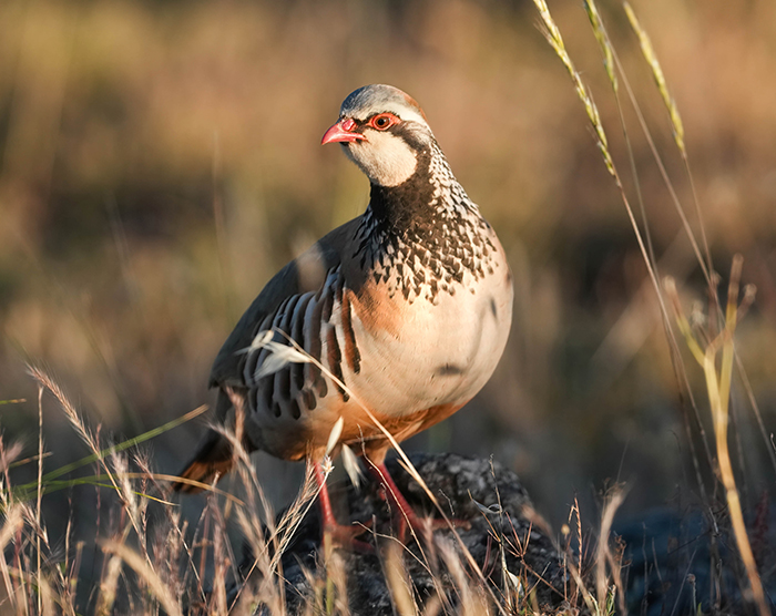 Vogel Ansitzfotografie Reise