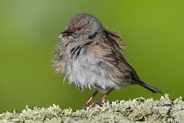 Vogelbeobachtung Spanien