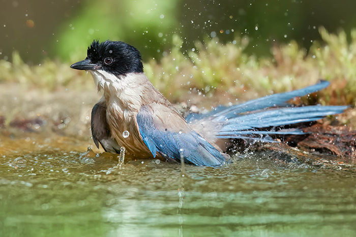 Vogel Fotoansitz Spanien