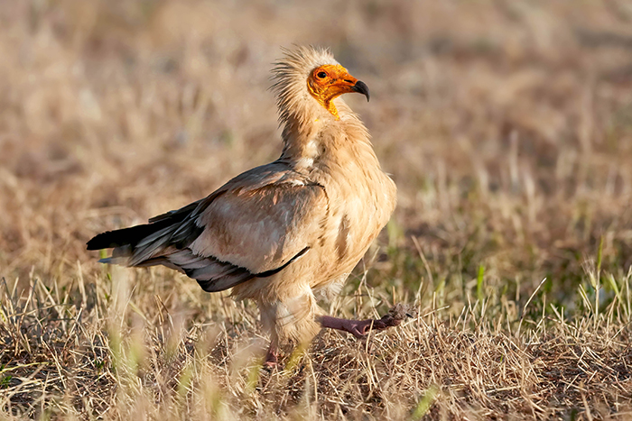 Vogelfotografie Spanien