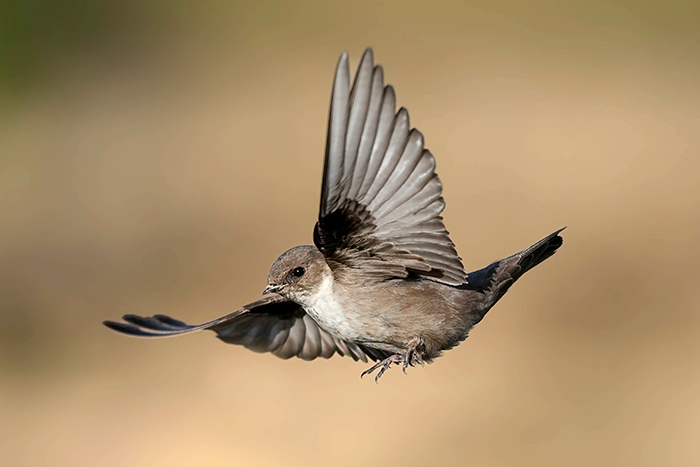 Vogelfotografie
