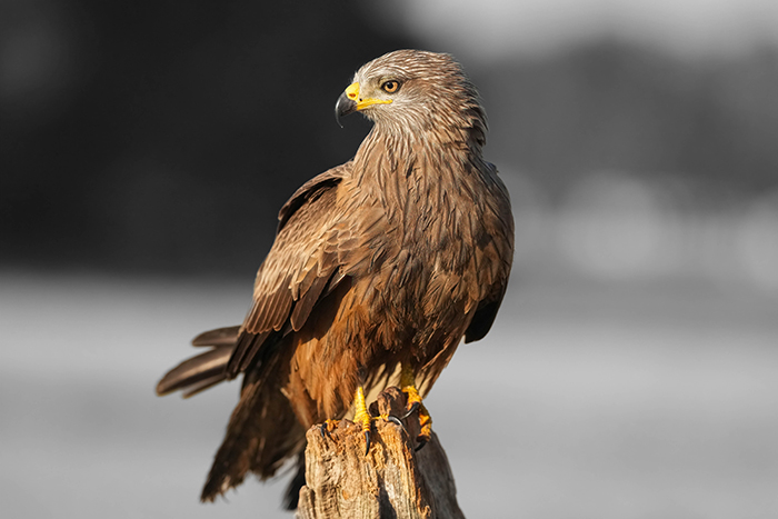 Vogelfotografie Reise