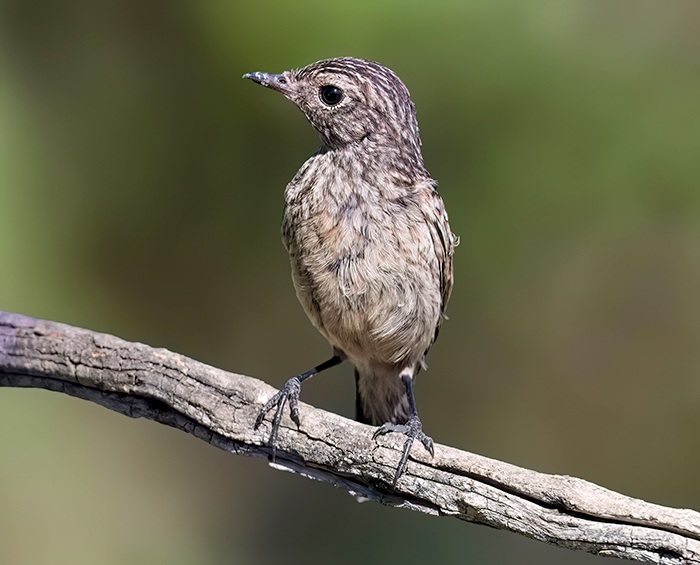 Vogelbeobachtung Reise Spanien