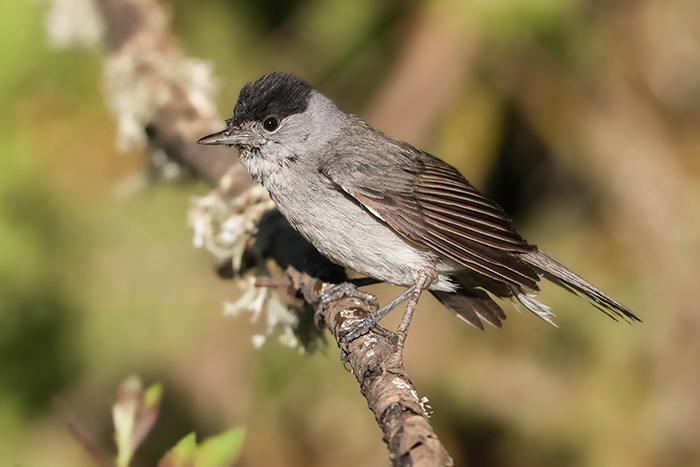 Vogelbeobachtungs Reise