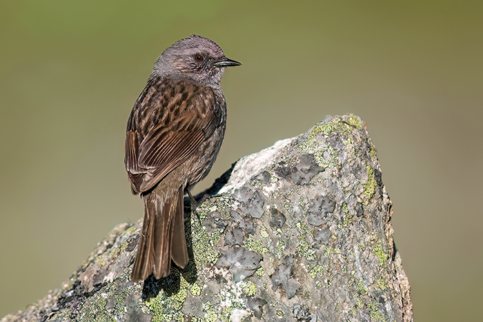 Vogelbeobachtungsreise Spanien